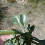 Globularia vulgaris Likasa