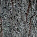 Salix babylonica Bark