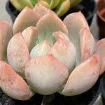 Echeveria colorata Celota