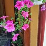 Petunia × atkinsianaVirág