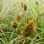 Carex macrocephala 果実