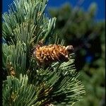 Pinus albicaulis Fruto