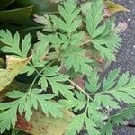 Dicentra formosa 葉