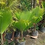 Pritchardia pacifica List