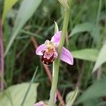 Ophrys apifera Цветок