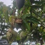 Gossypium barbadense Flor