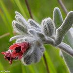 Cynoglossum cheirifolium Fleur