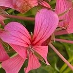 Pelargonium peltatumŽiedas