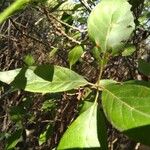 Guettarda uruguensis Leaf