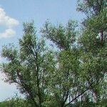 Salix amygdaloides 葉