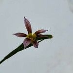 Sisyrinchium minus Flower