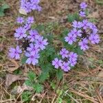 Verbena canadensis Flower