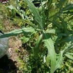 Cirsium altissimum List