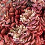 Sedum rubens Blatt