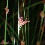 Rhynchospora fusca Autre