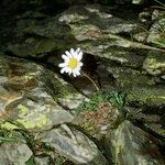 Leucanthemopsis alpina 形態