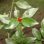 Psychotria chagrensis Плод