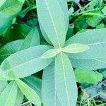 Asclepias purpurascens Leaf