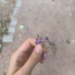 Solanum septemlobum Flor