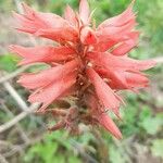 Sacoila lanceolata Flower