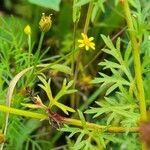 Chrysanthellum indicum Blad