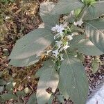 Barleria cristataBlad