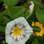 Convolvulus tricolor Çiçek