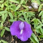 Centrosema brasilianum Flower