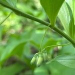Polygonatum latifolium 花