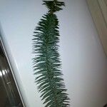 Cunninghamia lanceolata 葉