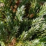 Juniperus squamata Fuelha