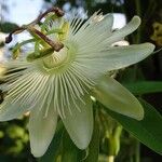 Passiflora foetida Çiçek