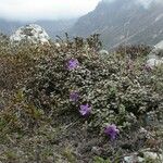 Rhododendron nivale Habit