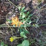 Castilleja coccinea Flower