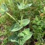 Eupatorium rotundifolium Leaf