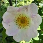 Rosa corymbifera Flor
