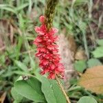 Indigofera hirsuta Kwiat