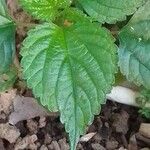 Laportea aestuans Leaf