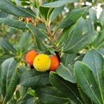 Arbutus andrachne Fruit