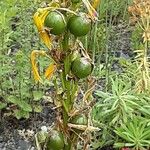 Asphodeline lutea Fruit