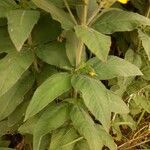 Lysimachia punctata Leaf