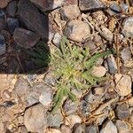 Echium asperrimum Habit