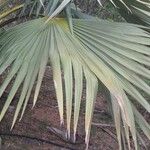 Latania lontaroides Leaf