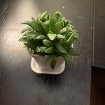 Haworthia mutica Hoja