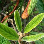 Viburnum buddleifolium পাতা