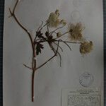 Clematis brevipes Otro