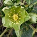 Helleborus argutifolius 花