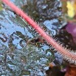 Heuchera micrantha Bark