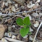 Verbesina virginica Leaf