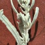 Artemisia cana Blad